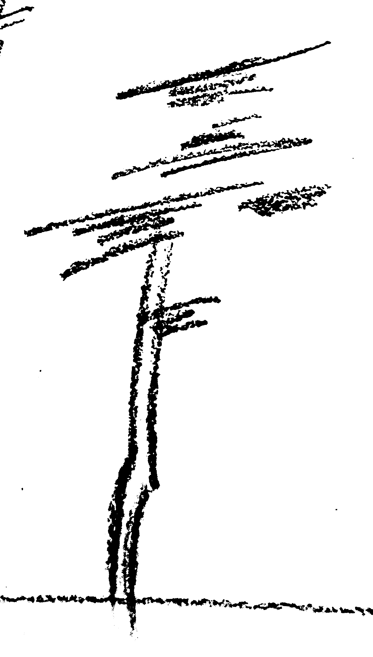 Illustration of a tree made by melita